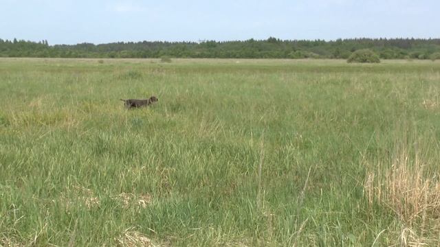 Дупель. Не дождался смотреть онлайн