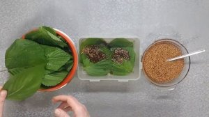Салат панчан  из листьев  периллы(кунжут) по корейски.깻잎 반찬