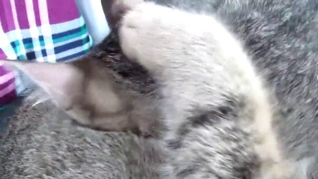 Кошка кормит котёнка смотреть онлайн