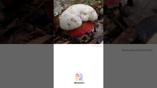 Devil's bolete (Rubroboletus satanas) | Lookalikes | Practical Short Profile | Shroomers