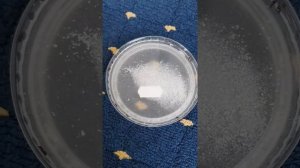 как боротсья с домашними муравьями