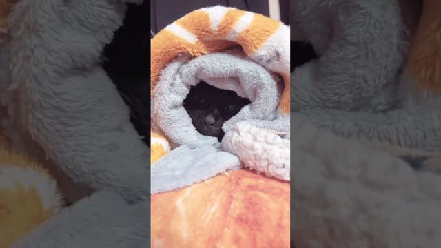 Кусь смотреть онлайн