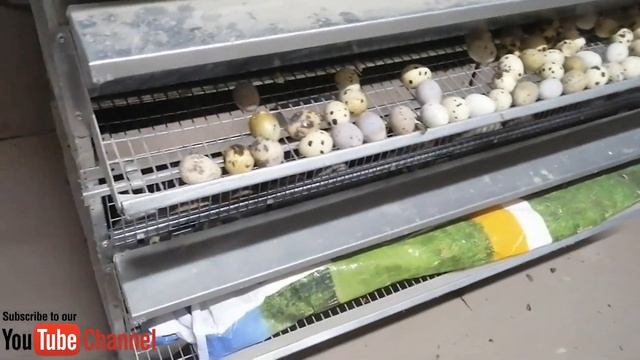 Каким кормом я кормлю перепелов?! Перепелиные корма хороших производителей Purina и Южная корона.