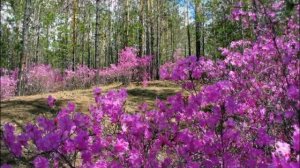 Моё Забайкалье.