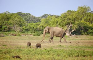 Национальный парк Яла, Шри-Ланка. Сафари на джипах.