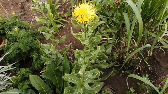 ВАСИЛЁК ЖЁЛТЫЙ - это просто СКАЗКА ! смотреть онлайн