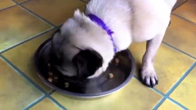 Greedy-Pug- Eating-2.m4v смотреть онлайн