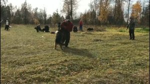 Дрессировка собак на защиту.