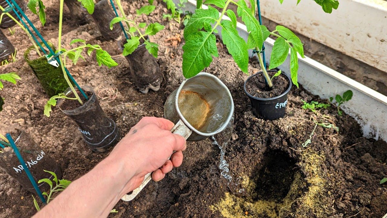 Когда высаживать рассаду томатов и перца в открытый грунт и теплицу? Можно ли высаживать в холод?