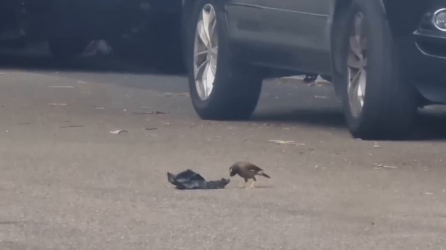Радость прилетела ! Его не съели ! Житуха в Австралии ,как есть . Элла Австралия