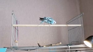 Первое купание волнистого попугая. Как приучить к воде?