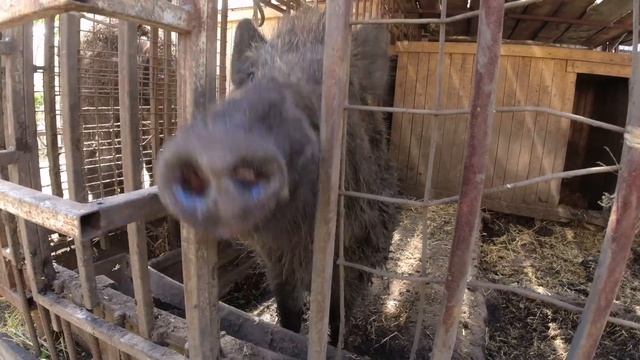 Фунтик младший!!!!! смотреть онлайн