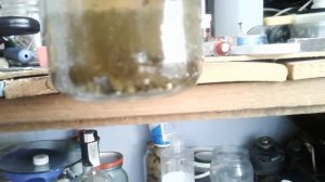 Транзисторы белые. Без видимой позолоты. Есть ли там золото?