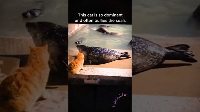 Морской котик встретился с Земным ? Funny Animals ? #shorts #tiktok