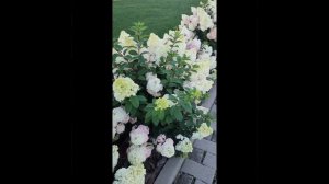 Цветение гортензии Сандей Фрайз