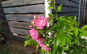 Август в моём саду.mp4