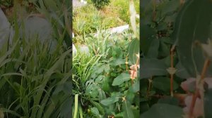 Жимолость  и паутинный клещ