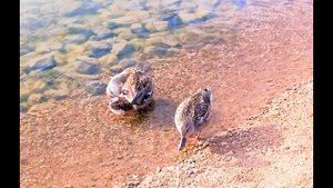 duck   stories  sweet couple, duckling   family duck , утиные истории утята и семья, уточки