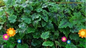 Тиарелла гибридная Хэппи Трэйлс. Краткий обзор, описание характеристик tiarella Happy Trails