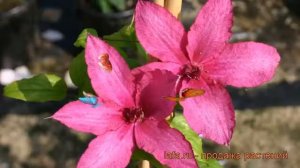 Клематис крупноцветковый Барбара (clematis) ? Барбара обзор: как сажать, рассада клематиса Барбара