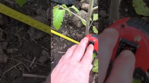 Плотная посадка томатов. Расстояние между кустами томатов.