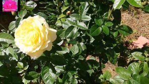 РОЗА Глория Дей. Обзор для начинающих розоводов.