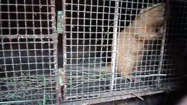 Мороз и хвост.Как сохранить тепло. смотреть онлайн