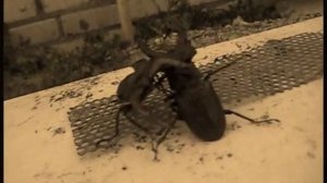 battle of beetles БОЙ ЖУКОВ