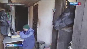Стали известны прогнозы по выздоровлению смоленской лошади Черники