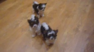 Щенки бивер йорк (трехцветный) девочки мальчики продажа