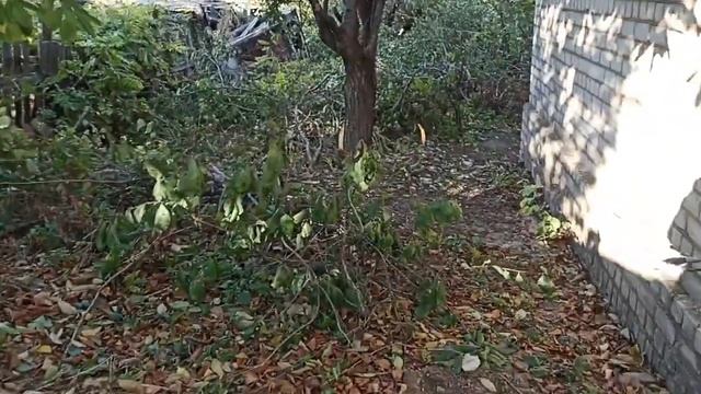 Уборка участка смотреть онлайн