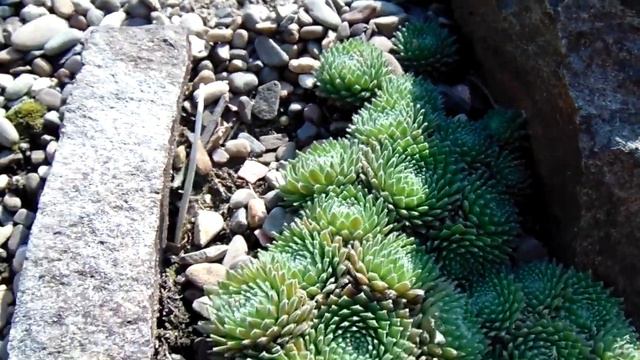 Hens and Chicks succulent смотреть онлайн