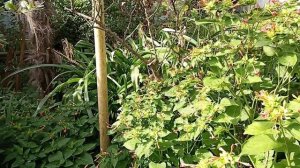 Цветы Зорька в моем палисаднике