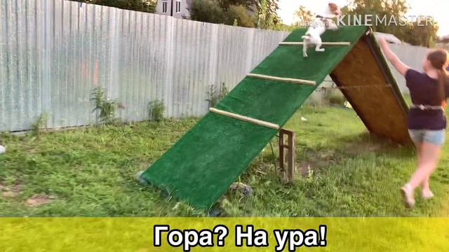 Джек рассел терьер Реал и Алиса - трогательная пара и новички) Ждём ваши комментарии) смотреть онлайн