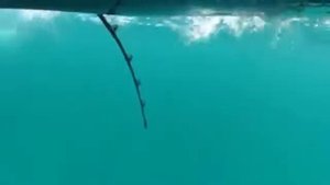Удачная рыбалка на морского окуня