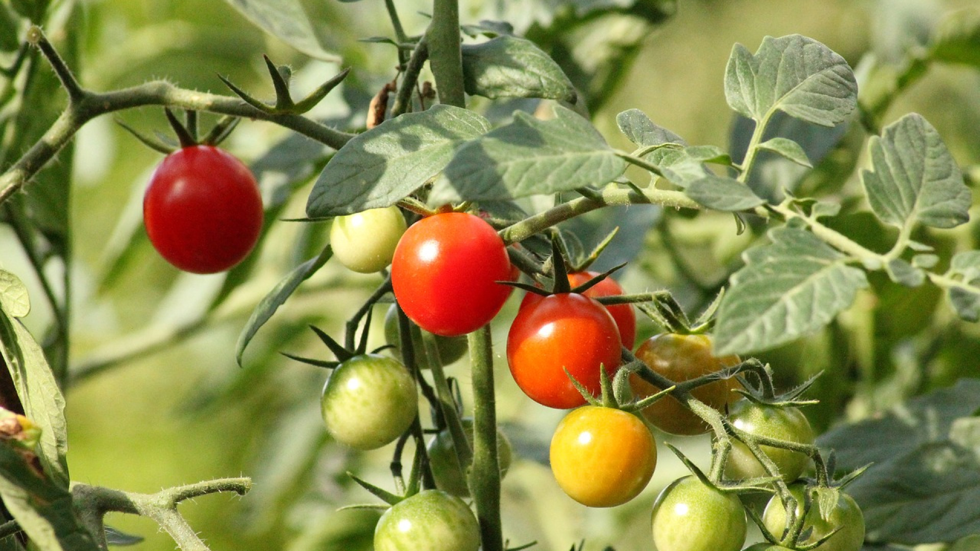 Подкормка для образования плодов и от болезней у томатов