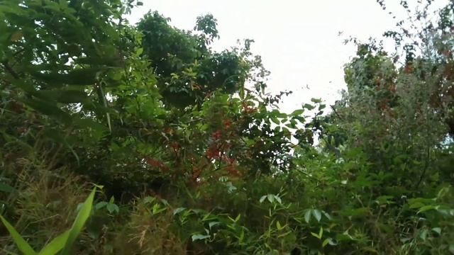 Dried WoodFordia Fruticosa Flower(Dhai Ke Phool)