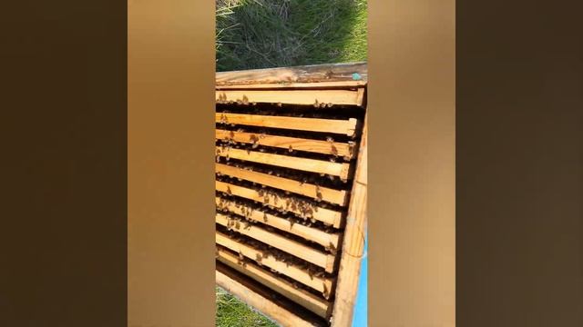 Расширение пчелосемей в рутовских ульях. смотреть онлайн