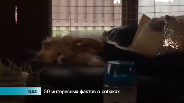 Почему Собака На Вас Прыгает  Примеры Поведения Собак