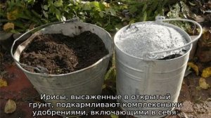 Чем подкормить ирисы после цветения