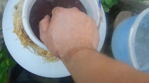 Приготовление чачи