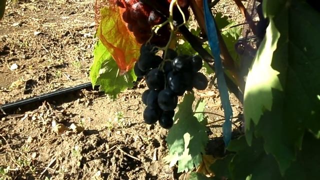 Виноград Руслан 2018 (Панченко) смотреть онлайн