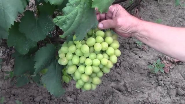 @ВИНОГРАД ГАЛАХАД смотреть онлайн