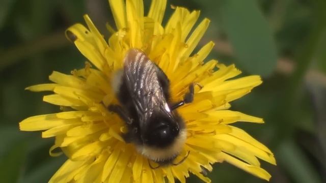 test 2 sony HDR CX190E en forêt смотреть онлайн