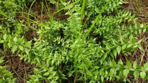 Иглица опасный куст?