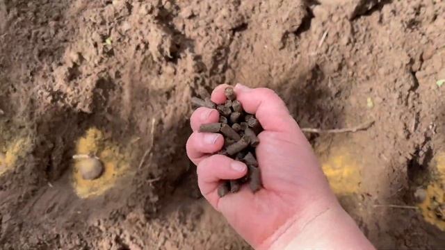 23 мая ХОЛОДРЫГА. Спасаю томаты в теплице, посадила борщевой набор ?. смотреть онлайн