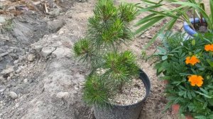 Горная сосна из семени #shortsvideo