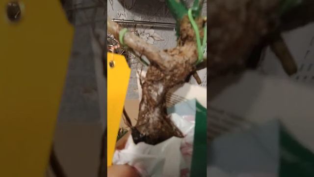 Распаковка посылки с Подворья. Розы. смотреть онлайн