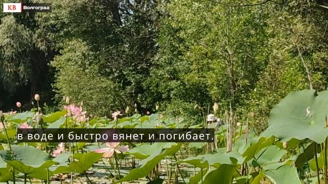 Агрессивный лотос угрожает Волго Ахтубинской пойме Что делать с сорняком? смотреть онлайн
