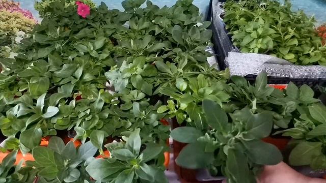 Какие работы провожу с рассадой петунии в конце апреля. Можно ли у Тайдалов прищипывать верхушку? смотреть онлайн